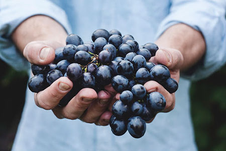 Hands holding a bunch of delicious juicy grapes